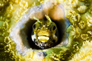 Blenny in coral, Klein Bonaire by Alejandro Topete 